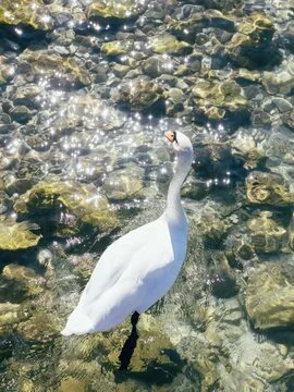 Hotel sul Lago di Garda : Con spiaggia privata e terrazza